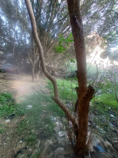 Vente Terrain Tipaza Kolea