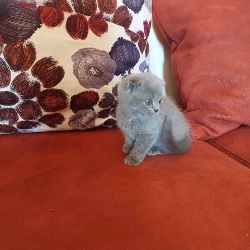 chat biritish short hair