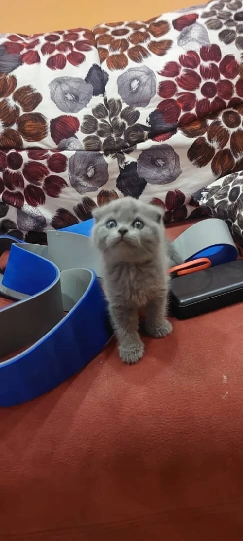 chat biritish short hair