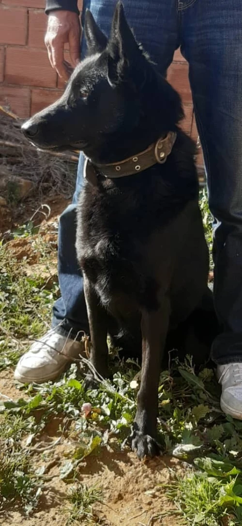 À Vendre : Malinois  Pure Race