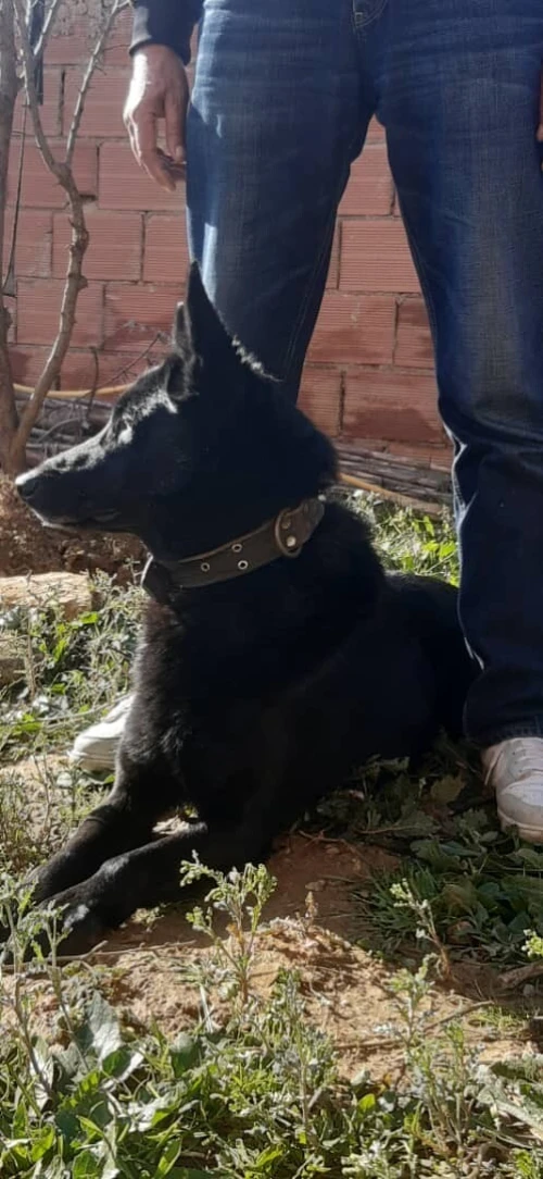 À Vendre : Malinois  Pure Race