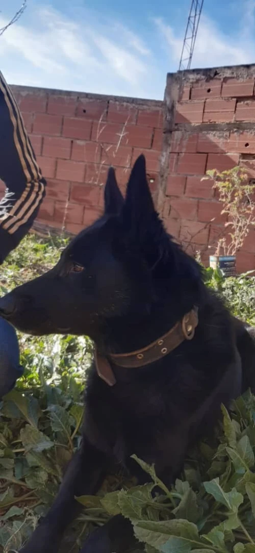 À Vendre : Malinois  Pure Race