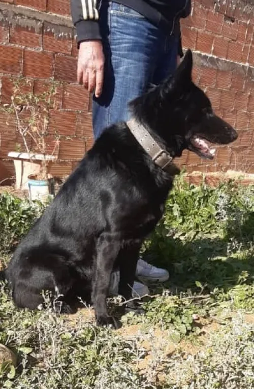 À Vendre : Malinois  Pure Race