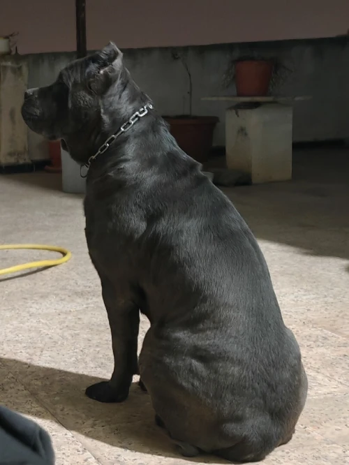 Cane corso 