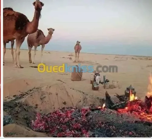 نقل البضائع عبر ترب الوطني و دول المجاور موريتانيا وتونس 40طن 