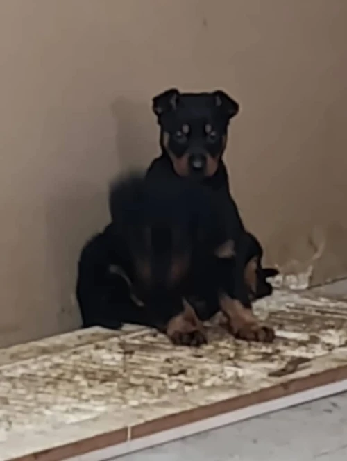 Dobermann