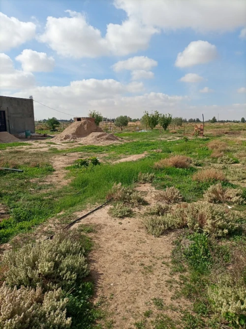 Vente Terrain Agricole Djelfa Hassi bahbah