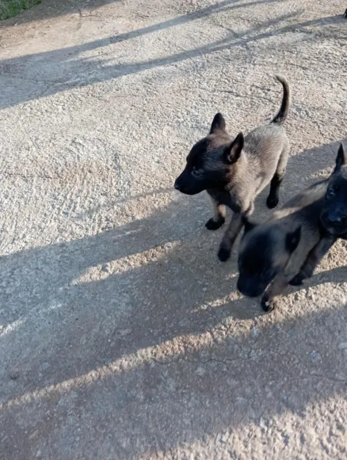 Malinois charbonné