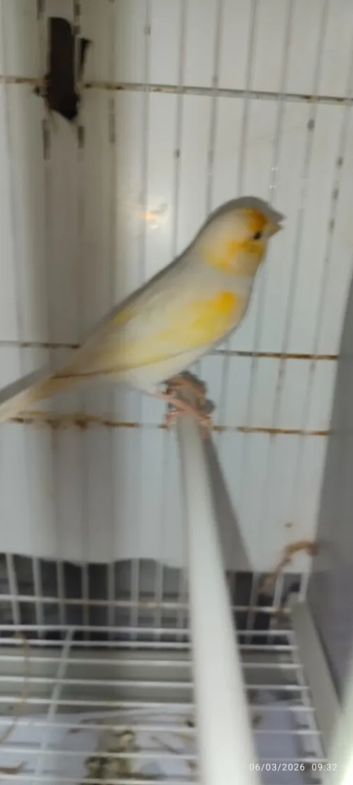 Couple chardonneret et canari mosaïque
