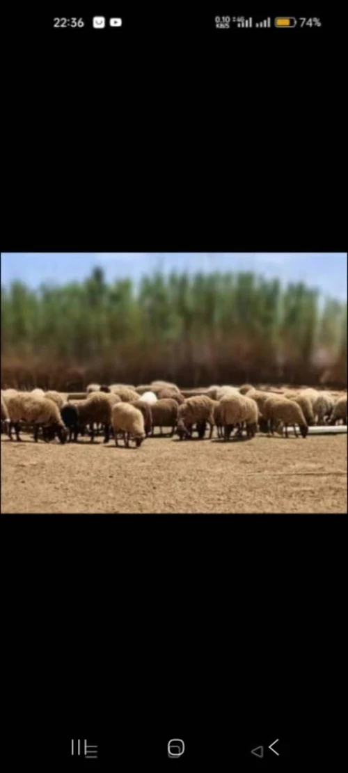 Vente Terrain Agricole Saïda Saida