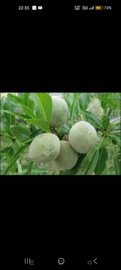 Vente Terrain Agricole Saïda Saida