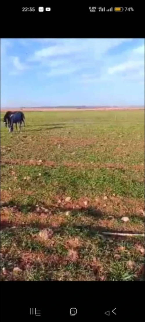 Vente Terrain Agricole Saïda Saida
