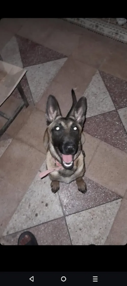 Chein malinois 