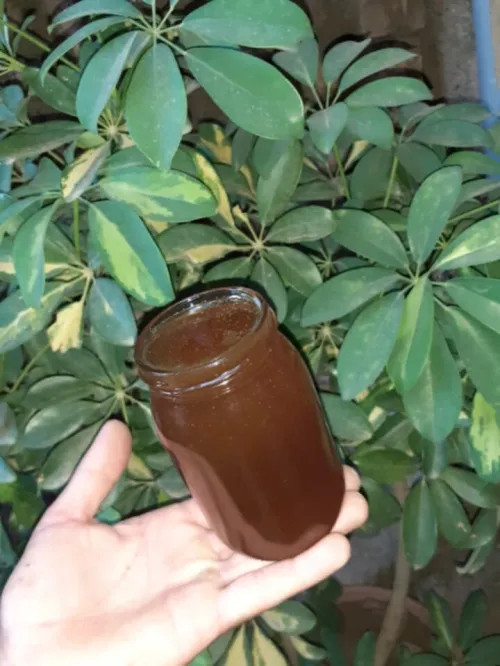 عسل سونايرية وشوك 
