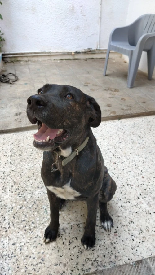Croisé cane corso staff
