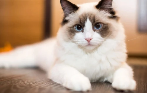 chat ragdoll