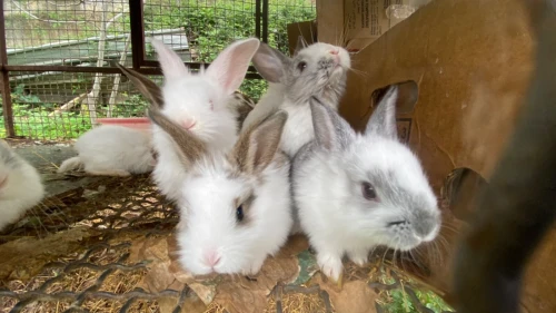 Lapins et laperaux n tmurth
