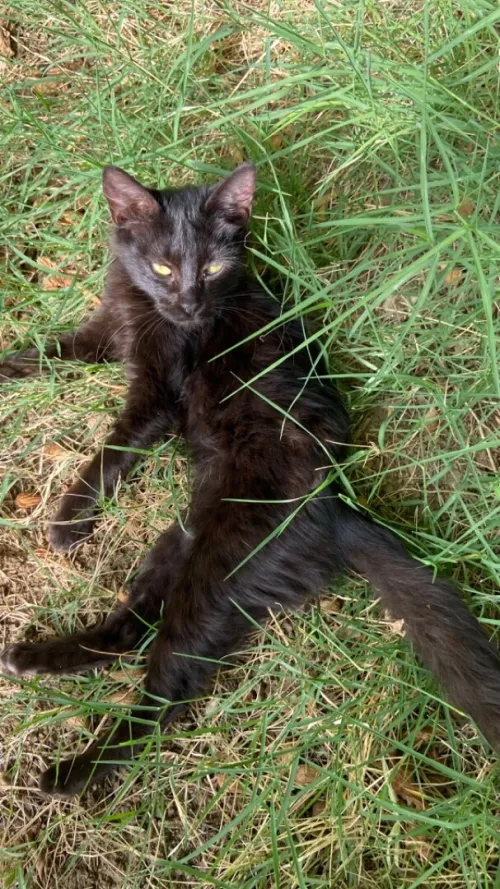 Chatton pour adoption