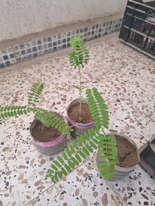بونسيانا الملكية الحمراء 