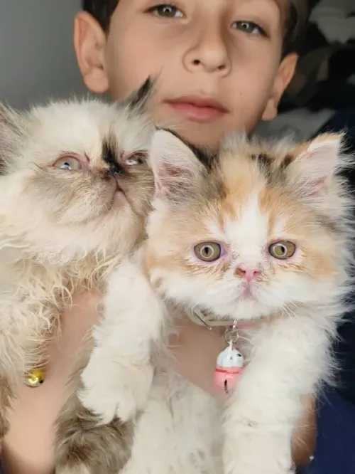 4 Chats Persans Moon Face disponibles  poil long très beaux