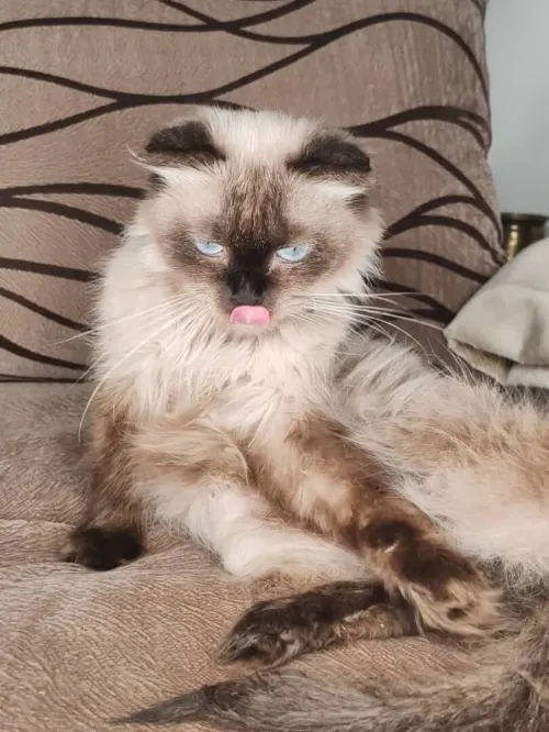 2 chat mal person femelle scotich flod