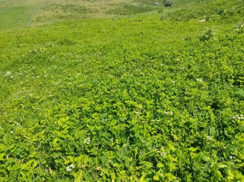 Vente Terrain Agricole Jijel Chekfa