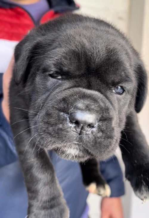 Cane corso