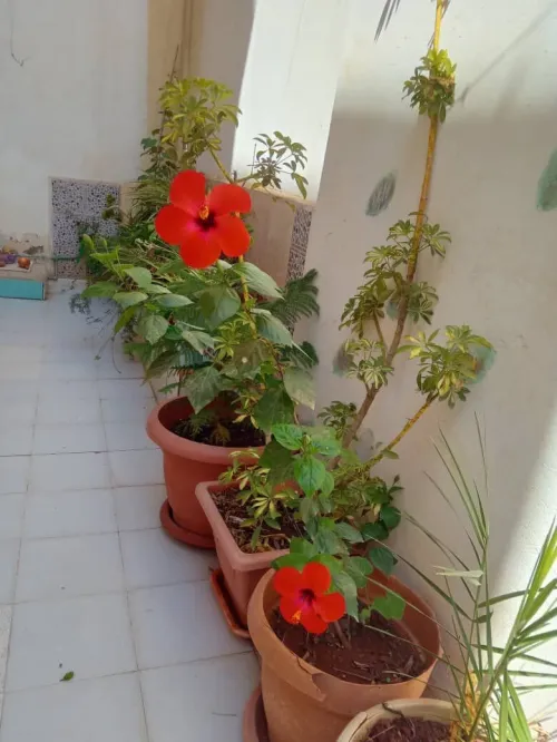Vente Villa Oran Oran