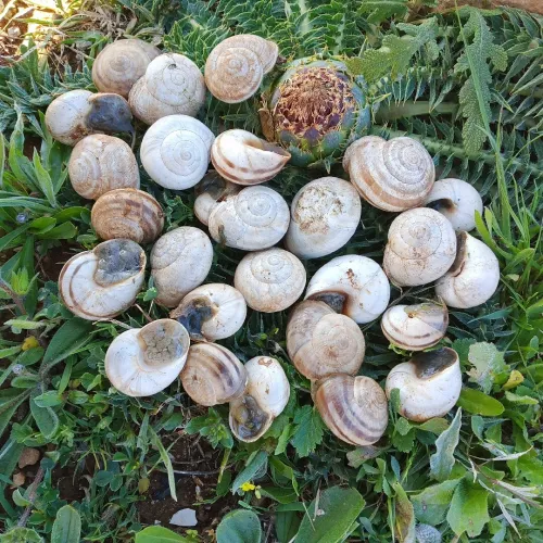 حلزون escargot