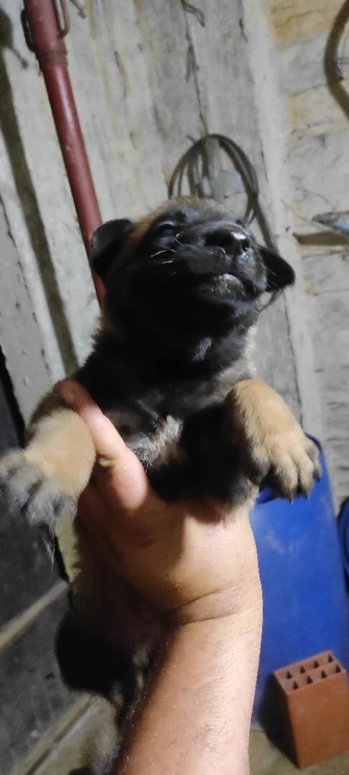 Chien maninoi
