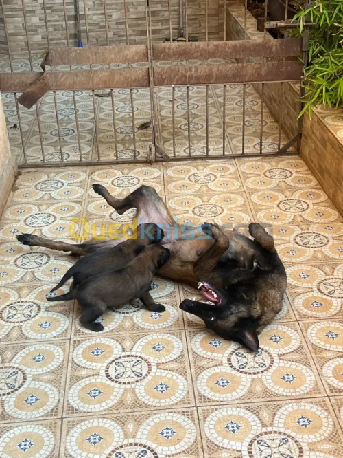 Chiots Malinois 