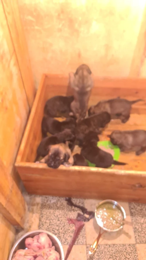 Cane Corso