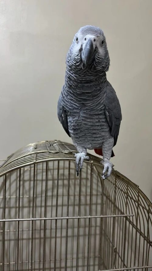 Perroque