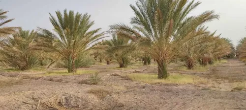 Vente Terrain Agricole Biskra El hadjeb
