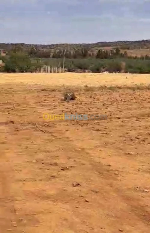 Vente Terrain Saïda Saida