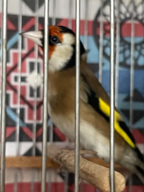 Chardonneret مقنين تاع العام