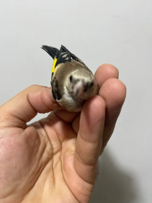 Chardonneret femelle sauvage مقنينة خلوي