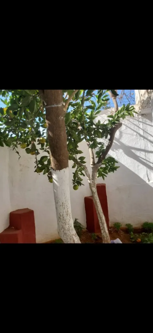 Vente Villa Alger Kouba