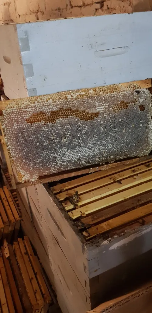 بيع جميع انواع العسل وحبوب اللقاح