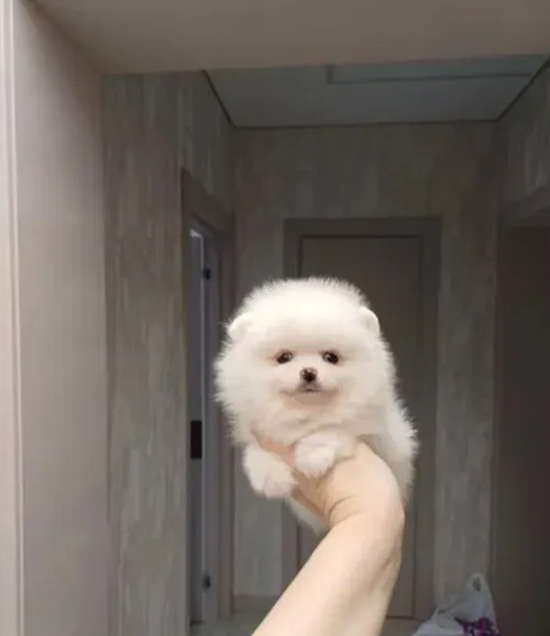 Spitz