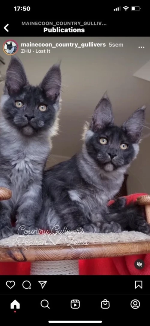 Maine coon