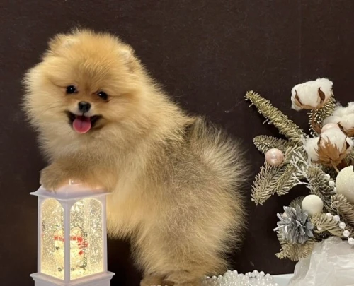 Spitz