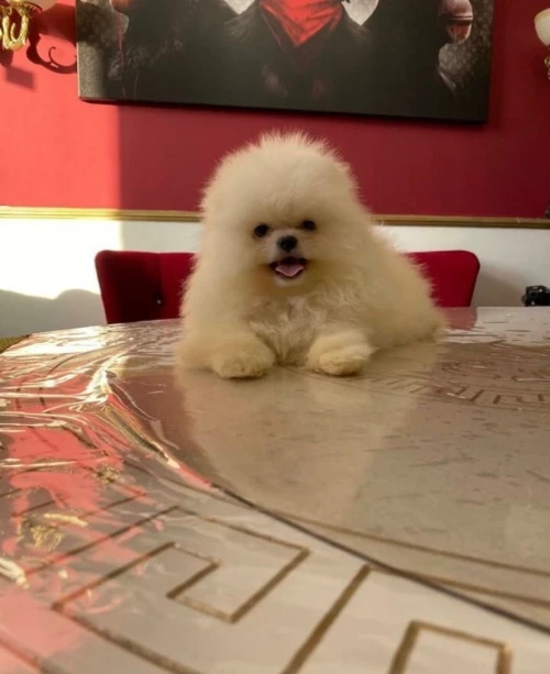 Spitz