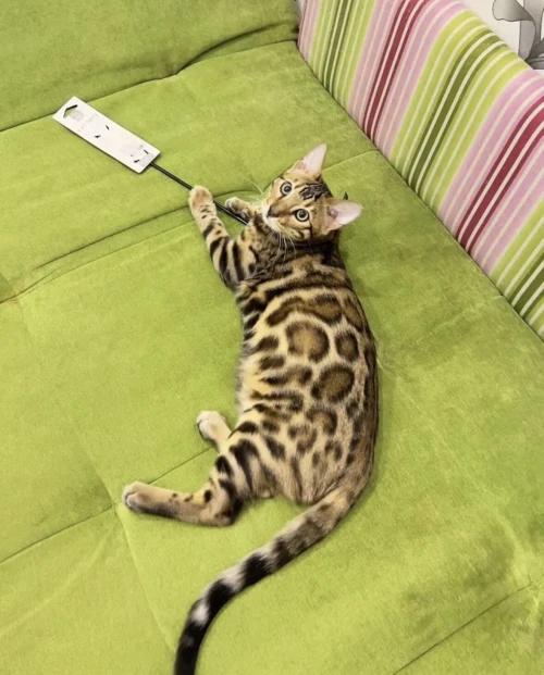 Bengal