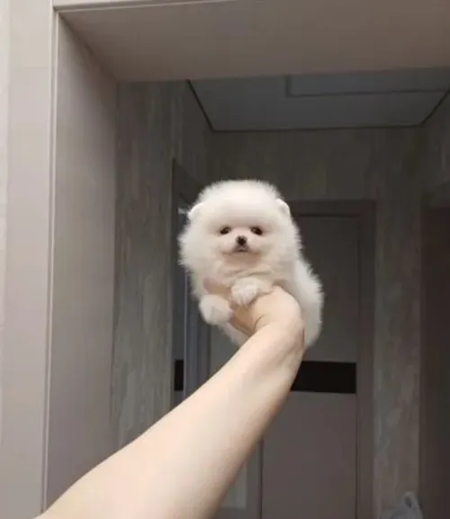 Spitz