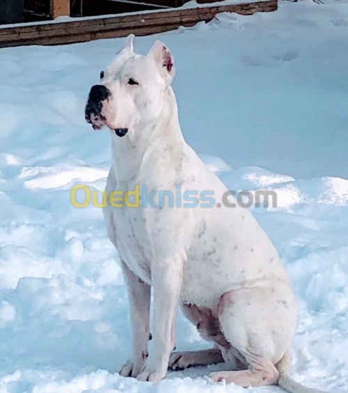 Dog argentin