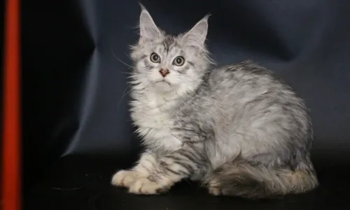 Maine coon 