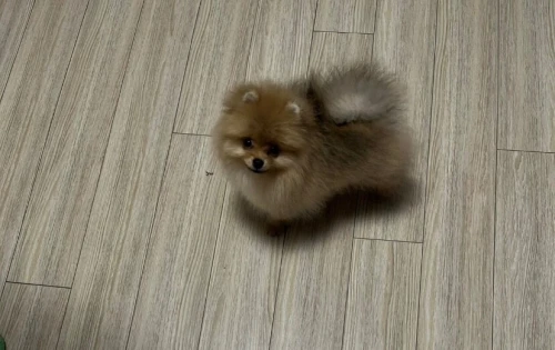 Spitz