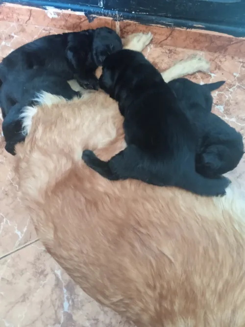 Chiots