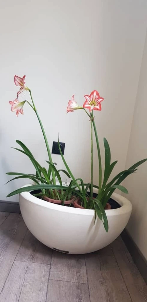 Pots de fleurs en GRC 